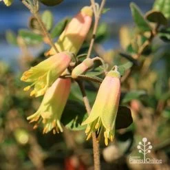 Correa Marian's Marvel -Eco Garden Shop apo marians marvel correa flowering2