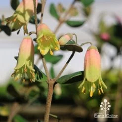 Correa Marian's Marvel -Eco Garden Shop apo marians marvel correa tubestock flowering