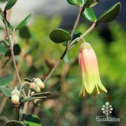 Correa Marian's Marvel -Eco Garden Shop apo marians marvel flower and buds