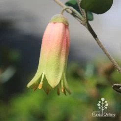 Correa Marian's Marvel -Eco Garden Shop apo marians marvel flower closeup