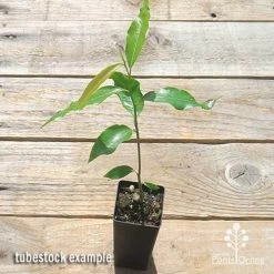 Mast Tree - Polyalthia -Eco Garden Shop apo mast tree tubestock top