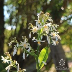 Matapouri Bay - Arthropodium -Eco Garden Shop apo matapouri bay boket