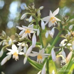 Matapouri Bay - Arthropodium -Eco Garden Shop apo matapouri bay flowers close