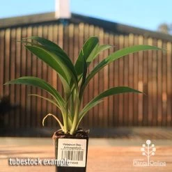 Matapouri Bay - Arthropodium -Eco Garden Shop apo matapouri bay rock lily tubestock