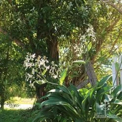 Matapouri Bay - Arthropodium -Eco Garden Shop apo matapouri bay woodland