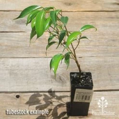 Ficus Benjamina Midnight Beauty - Weeping Fig -Eco Garden Shop apo midnight beauty ficus tubestock