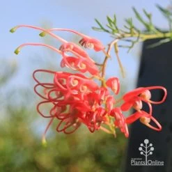 Grevillea Mini Marvel 22 Grevillea Mini Marvel -Eco Garden Shop apo mini marvel flower opening
