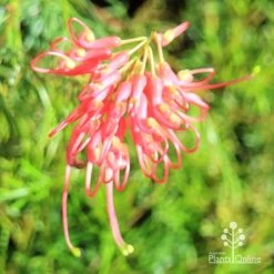 Grevillea Mini Marvel 31 Grevillea Mini Marvel -Eco Garden Shop apo mini marvel flower top