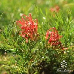 Grevillea Mini Marvel 19 Grevillea Mini Marvel -Eco Garden Shop apo mini marvel flowers closeup