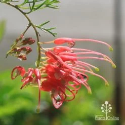 Grevillea Mini Marvel 18 Grevillea Mini Marvel -Eco Garden Shop apo mini marvel grevillea flower closeup