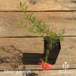 Grevillea Mini Marvel 24 Grevillea Mini Marvel -Eco Garden Shop apo mini marvel grevillea tubestock top in flower