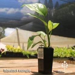 Philodendron Minima - Mini Monstera -Eco Garden Shop apo mini monstera tubestock