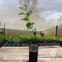 Blueberry Misty -Eco Garden Shop apo misty tubestock side