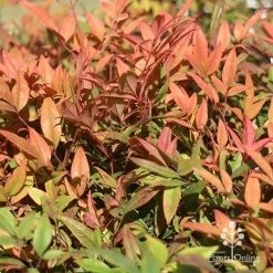 Nandina Moonbay -Eco Garden Shop apo moonbay winter colours