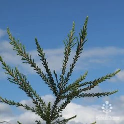 Leptospermum Liversidgei Mozzie Blocker -Eco Garden Shop apo mozzie blocker blue sky