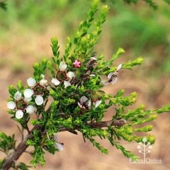 Leptospermum Liversidgei Mozzie Blocker -Eco Garden Shop apo mozzie blocker flowering stem