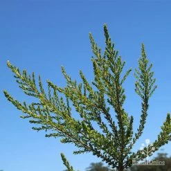Leptospermum Liversidgei Mozzie Blocker -Eco Garden Shop apo mozzie blocker foliage