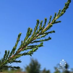 Leptospermum Liversidgei Mozzie Blocker -Eco Garden Shop apo mozzie blocker foliage closeup