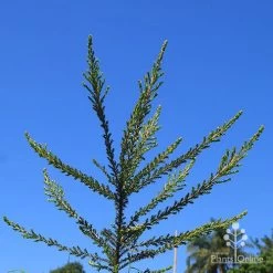 Leptospermum Liversidgei Mozzie Blocker -Eco Garden Shop apo mozzie blocker habit