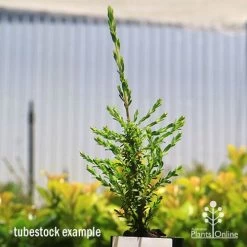 Leptospermum Liversidgei Mozzie Blocker -Eco Garden Shop apo mozzie blocker tubestock
