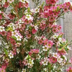 Chamelaucium MY SWEET 16™ - Waxflower -Eco Garden Shop apo my sweet 16 waxflower2