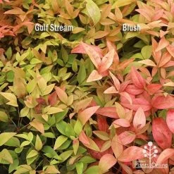 Nandina Gulf Stream 20 Nandina Gulf Stream -Eco Garden Shop apo nandina gulf stream v blush january