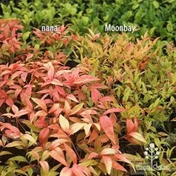 Nandina Moonbay -Eco Garden Shop apo nandina nana v moonbay january