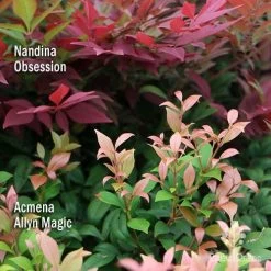 Acmena Allyn Magic -Eco Garden Shop apo nandina obsession acmena allyn magic