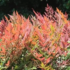 Nandina Obsession -Eco Garden Shop apo nandina obsession colour