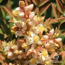 Nandina Obsession -Eco Garden Shop apo nandina obsession flower2s