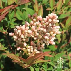 Nandina Obsession -Eco Garden Shop apo nandina obsession flowers 1