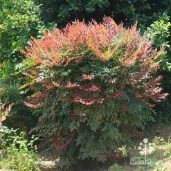 Nandina Obsession -Eco Garden Shop apo nandina obsession full grown
