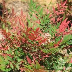 Nandina Obsession -Eco Garden Shop apo nandina obsession leaf flower