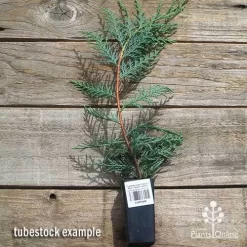 Cupressocyparis Naylors Blue - Leyland Cypress -Eco Garden Shop apo naylors blue cypress tubestock