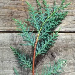 Cupressocyparis Naylors Blue - Leyland Cypress -Eco Garden Shop apo naylors blue foliage blue