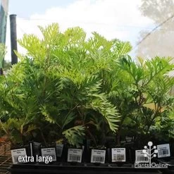 Grevillea Ned Kelly -Eco Garden Shop apo ned kelly dec large