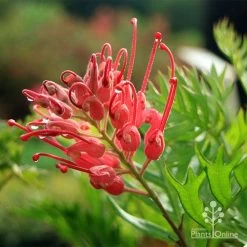 Grevillea Ned Kelly -Eco Garden Shop apo ned kelly flower leaf