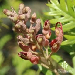 Grevillea Ned Kelly -Eco Garden Shop apo ned kelly flowerbud