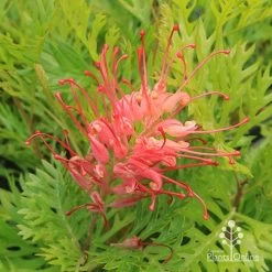 Grevillea Ned Kelly -Eco Garden Shop apo ned kelly grevillea flower2