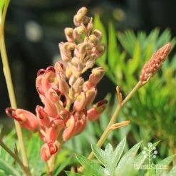 Grevillea Ned Kelly -Eco Garden Shop apo ned kelly grevillea flowerbud