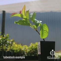 Chaenomeles Nivalis - Japanese Quince -Eco Garden Shop apo nivalis quince tubestock2