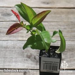 Chaenomeles Nivalis - Japanese Quince -Eco Garden Shop apo nivalis quince tubestock 1