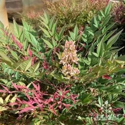 Nandina Obsession -Eco Garden Shop apo obsession flowering