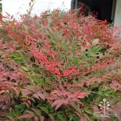 Nandina Obsession -Eco Garden Shop apo obsession new growth
