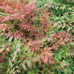 Nandina Obsession -Eco Garden Shop apo obsession spring shades