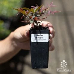 Nandina Obsession -Eco Garden Shop apo obsession tube