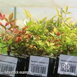 Nandina Obsession -Eco Garden Shop apo obsession tubestock plants