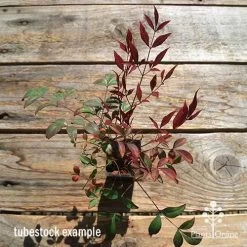 Nandina Obsession -Eco Garden Shop apo obsession tubestock winter top