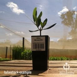 Olive Manzanillo -Eco Garden Shop apo olive manzanillo tubestock