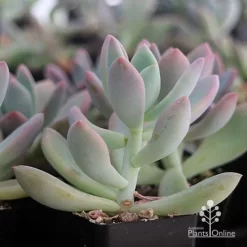Graptoveria Opalina - Succulent -Eco Garden Shop apo opalina colour shade